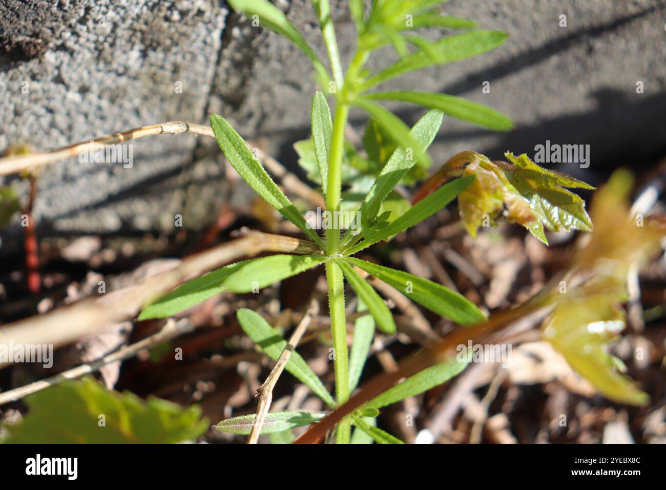 catchweed bedstraw (Galium aparine Stock Photo - Alamy