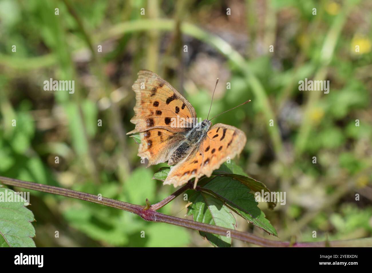 Asian comma hi-res stock photography and images - Alamy