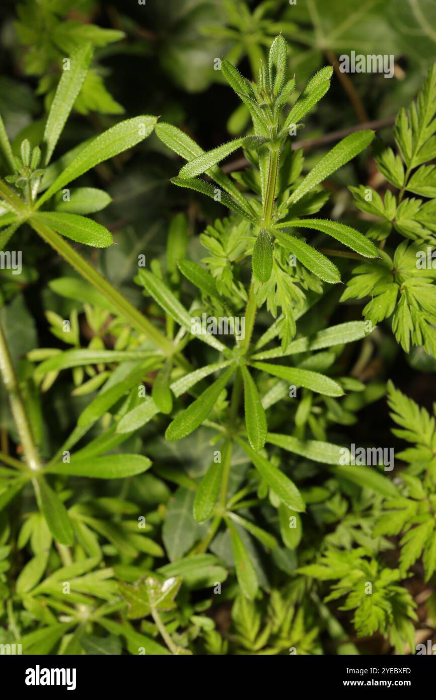 catchweed bedstraw (Galium aparine Stock Photo - Alamy