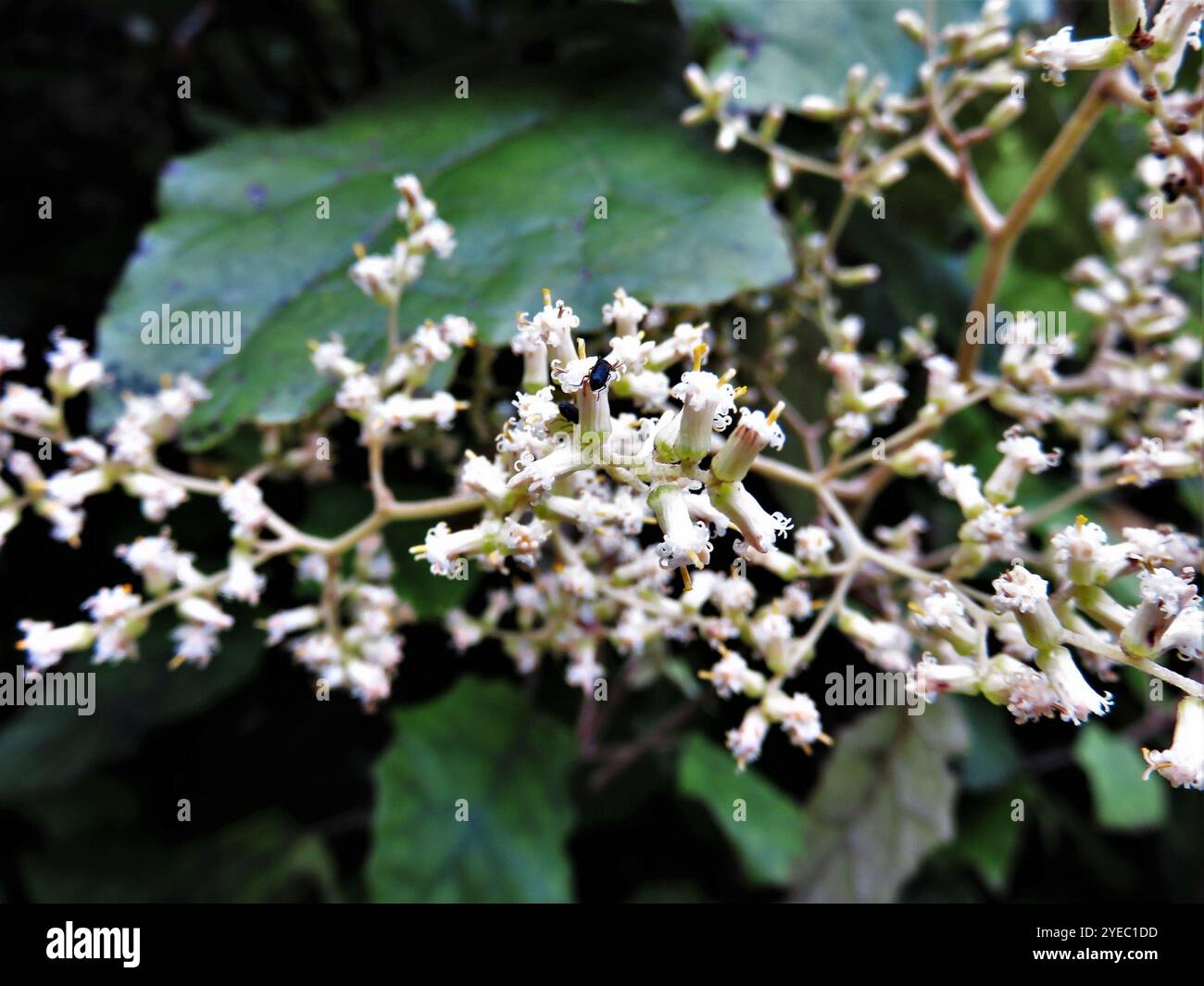 Rangiora (Brachyglottis repanda Stock Photo - Alamy