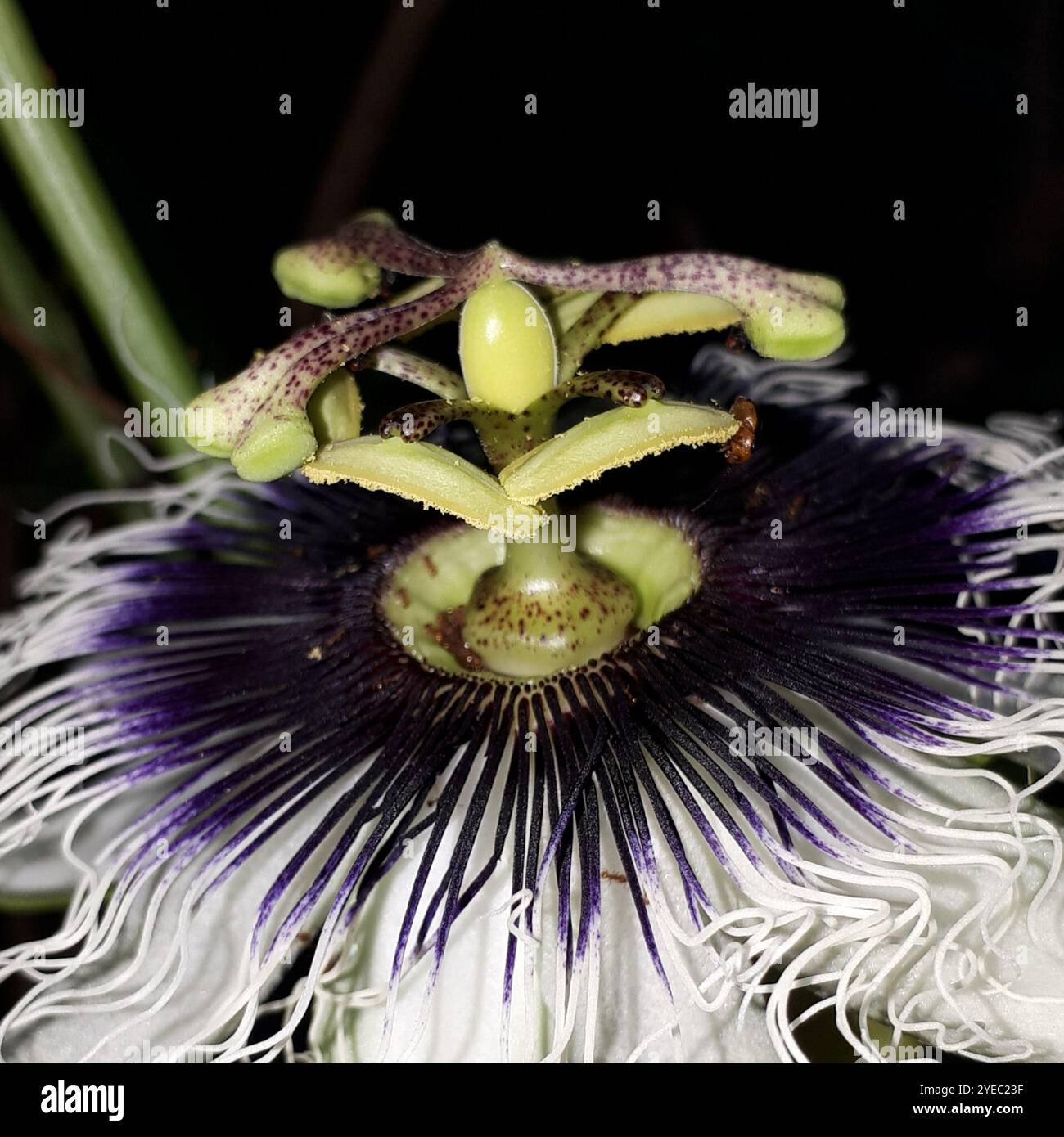Semi Di Maracujia Passiflora Edulis 10 Pezzi | Varietà Flavicarpa | Produzione 2019 - Foto 4