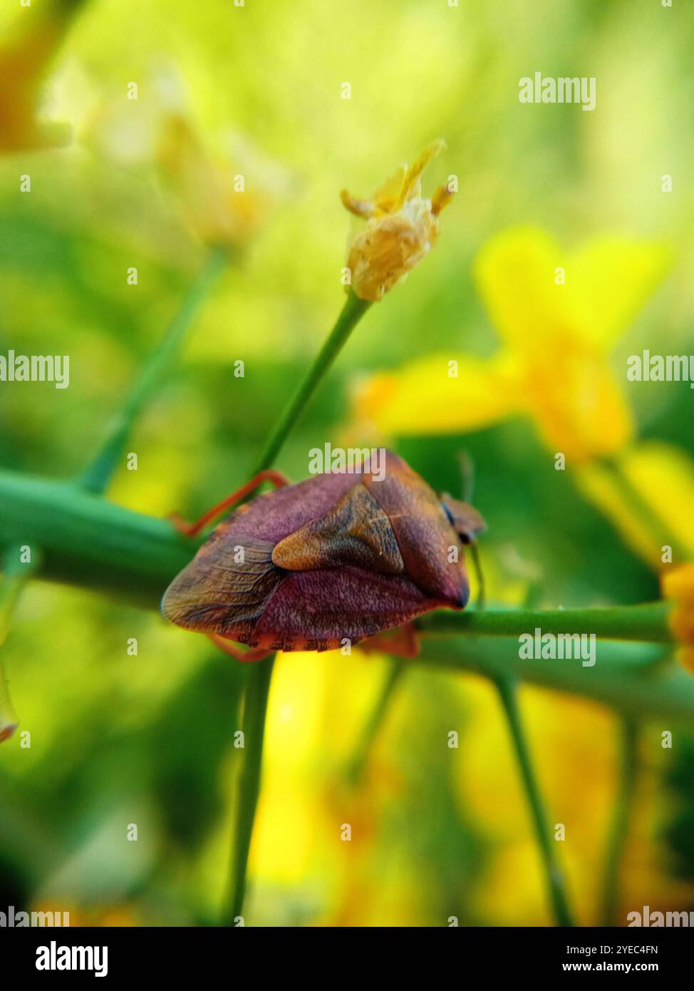 Black shouldered shieldbug hi-res stock photography and images - Alamy