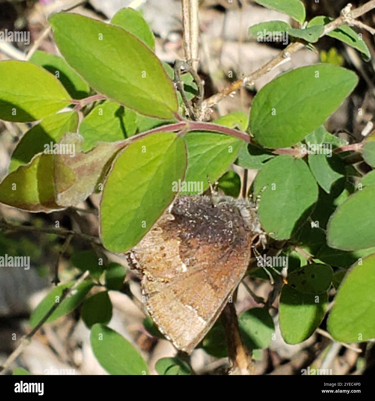 Callophrys henrici hi-res stock photography and images - Alamy