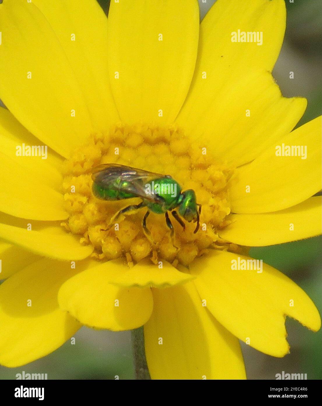 Pure Green Sweat bee (Augochlora pura) Stock Photo