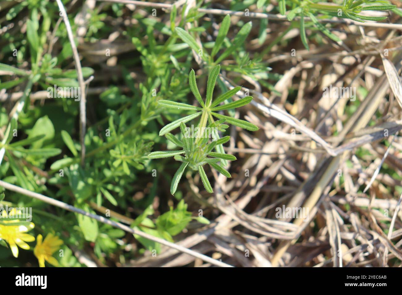 catchweed bedstraw (Galium aparine Stock Photo - Alamy