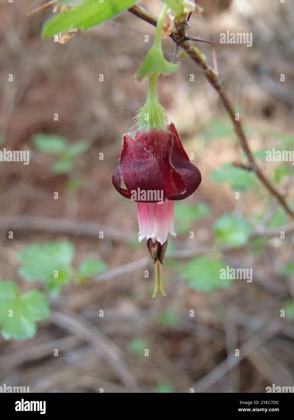 Sierra Gooseberry (Ribes roezlii Stock Photo - Alamy