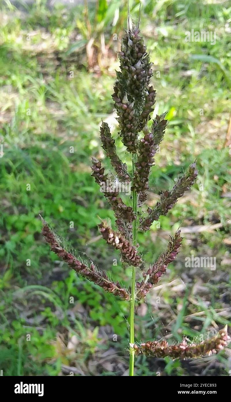 barnyardgrass (Echinochloa crus-galli Stock Photo - Alamy