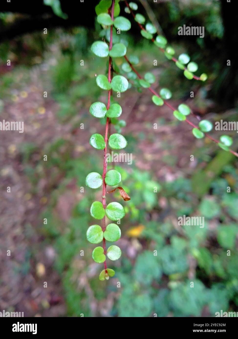 climbing rātā (Metrosideros perforata Stock Photo - Alamy
