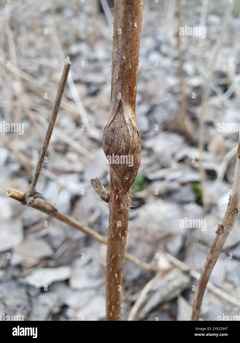 Raspberry gall midge (Lasioptera rubi Stock Photo - Alamy