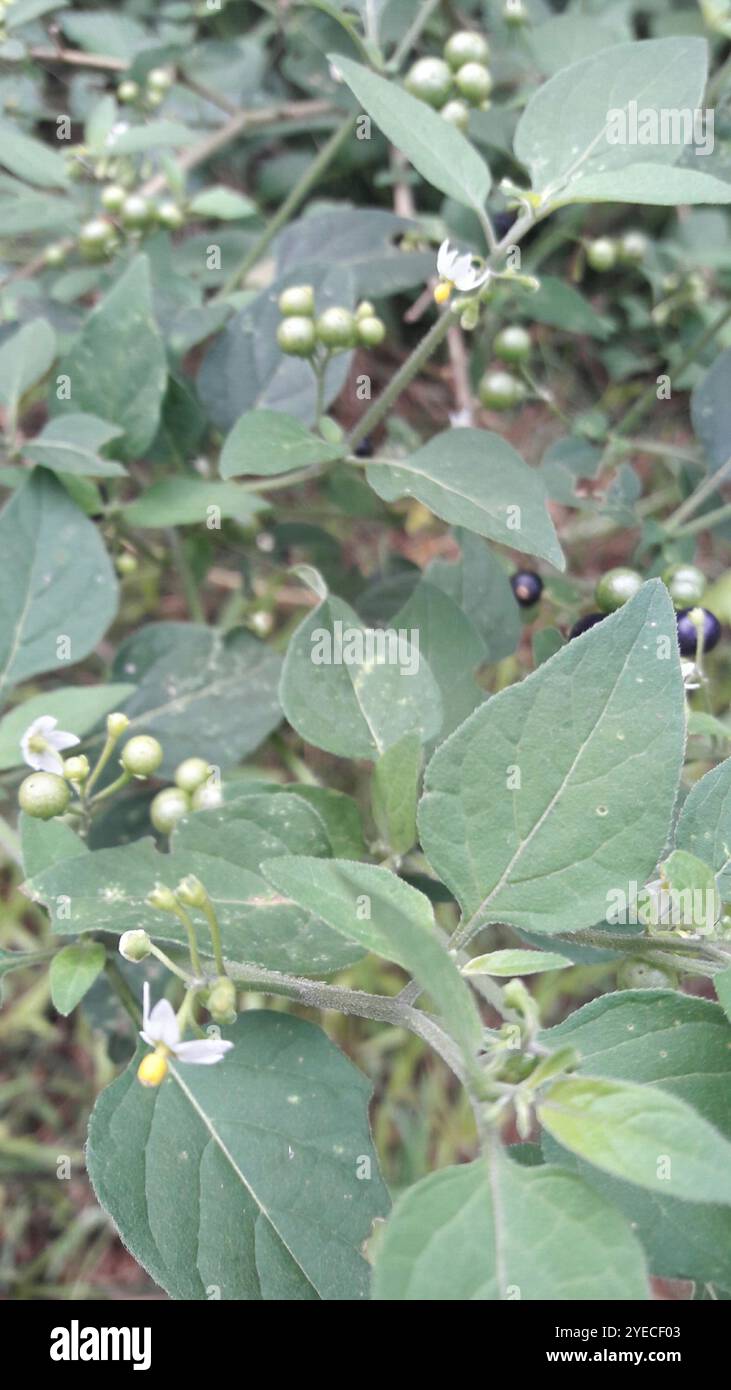 Black Nightshade Complex (Solanum nigrum Stock Photo - Alamy