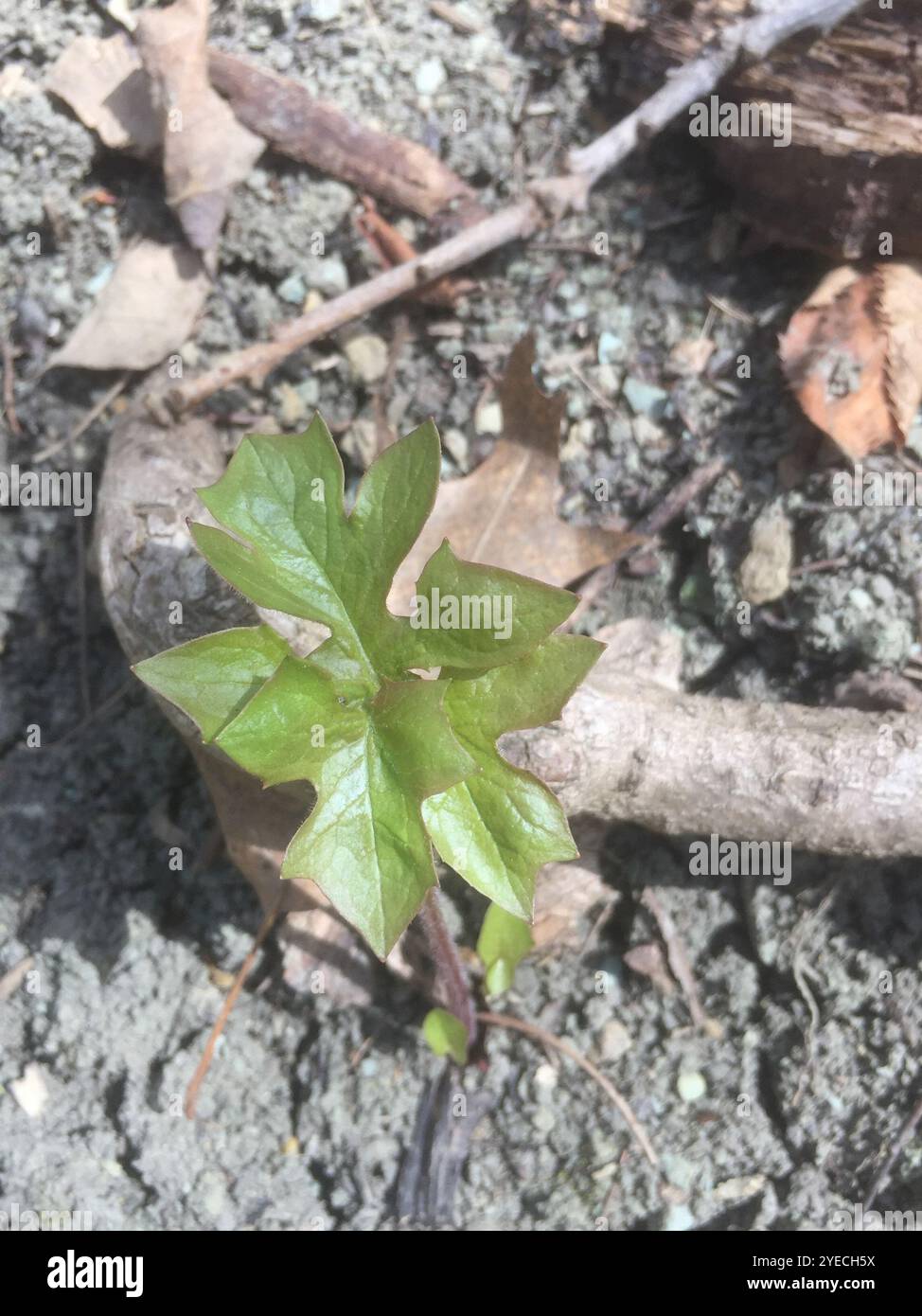 white rattlesnake root (Nabalus albus Stock Photo - Alamy