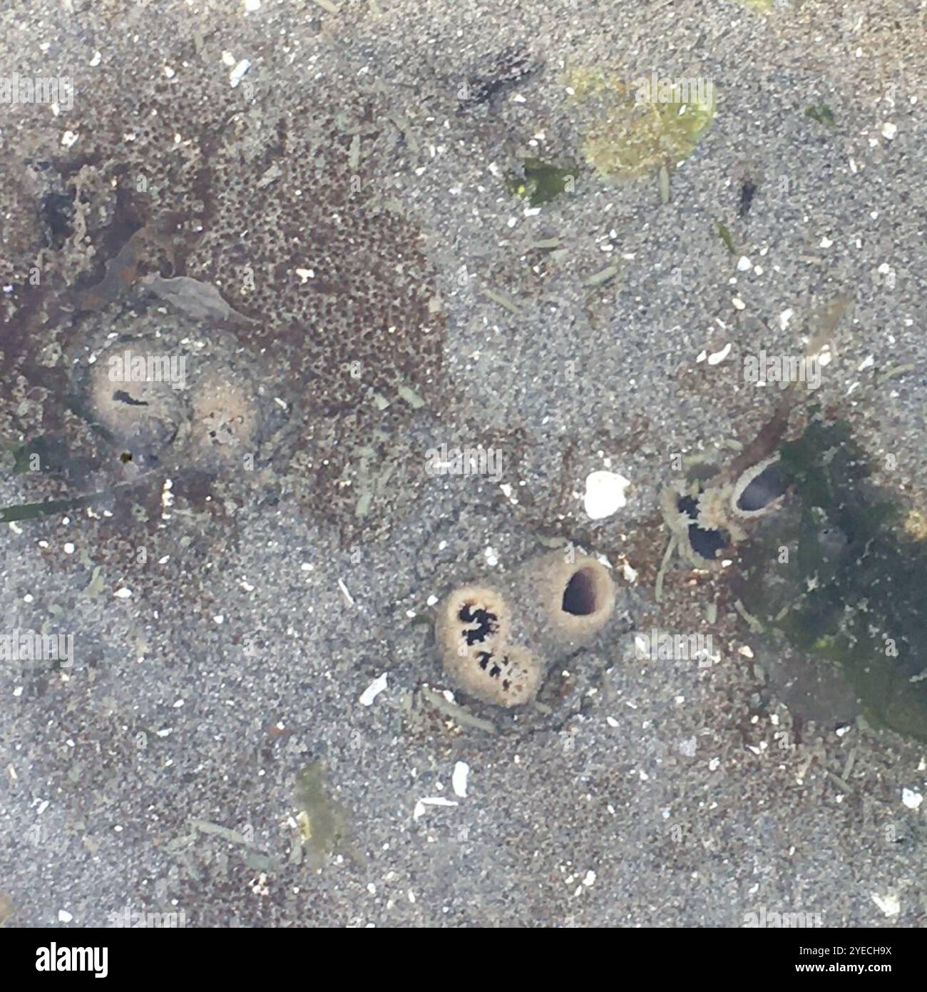 Rough piddock hi-res stock photography and images - Alamy