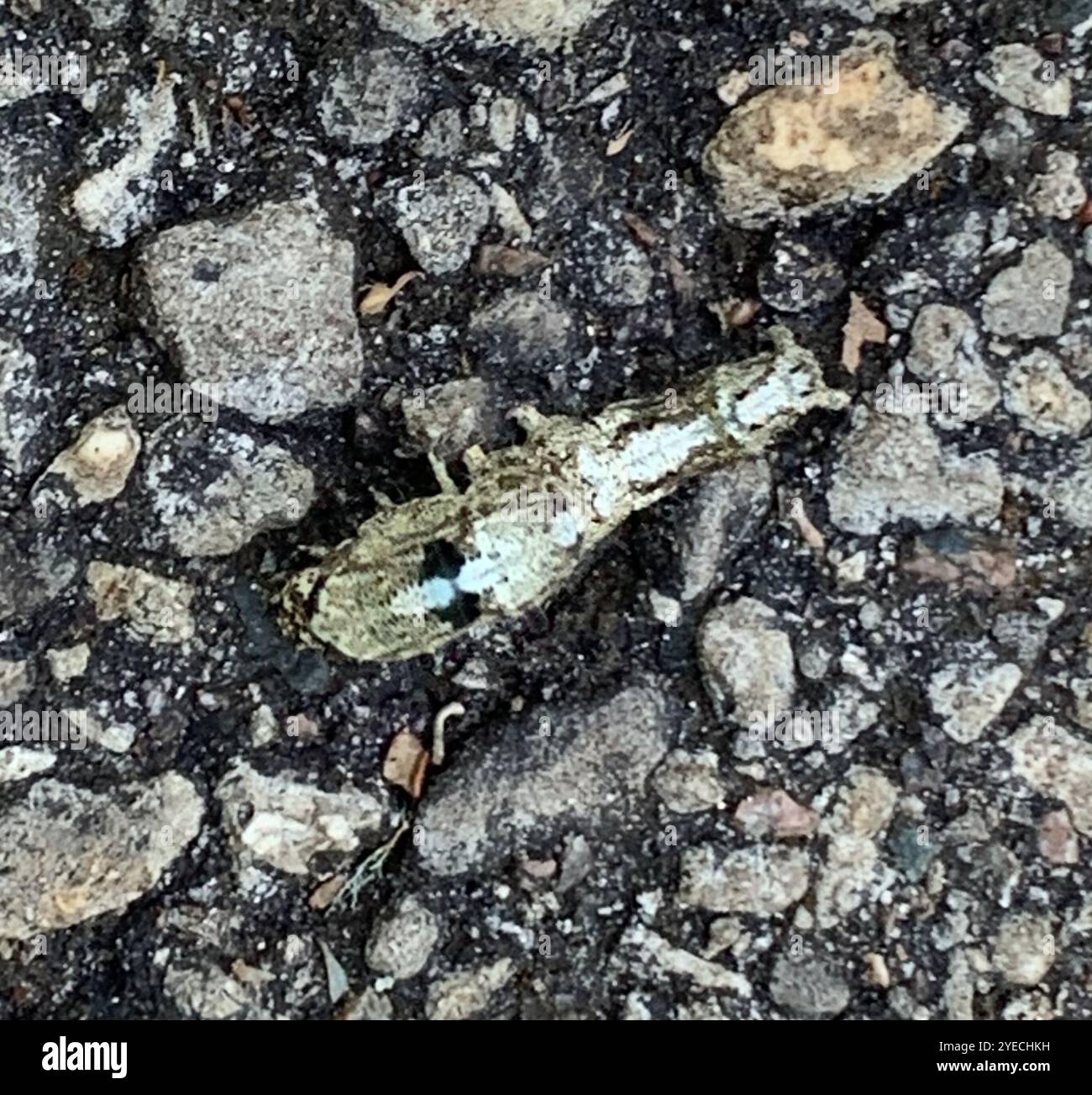 Metria Live Oak Metria Moth (Metria amella Stock Photo - Alamy