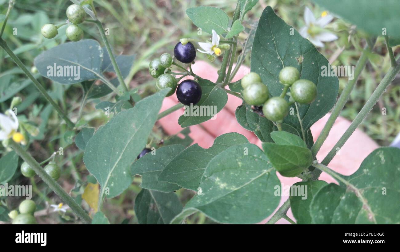 Black Nightshade Complex (Solanum nigrum Stock Photo - Alamy