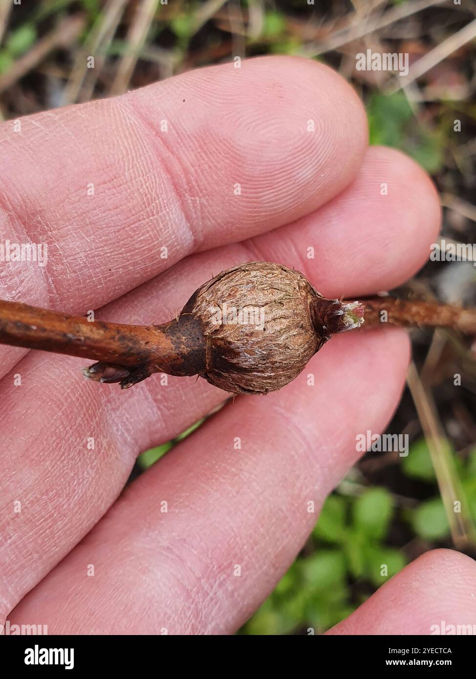 Raspberry gall midge (Lasioptera rubi Stock Photo - Alamy