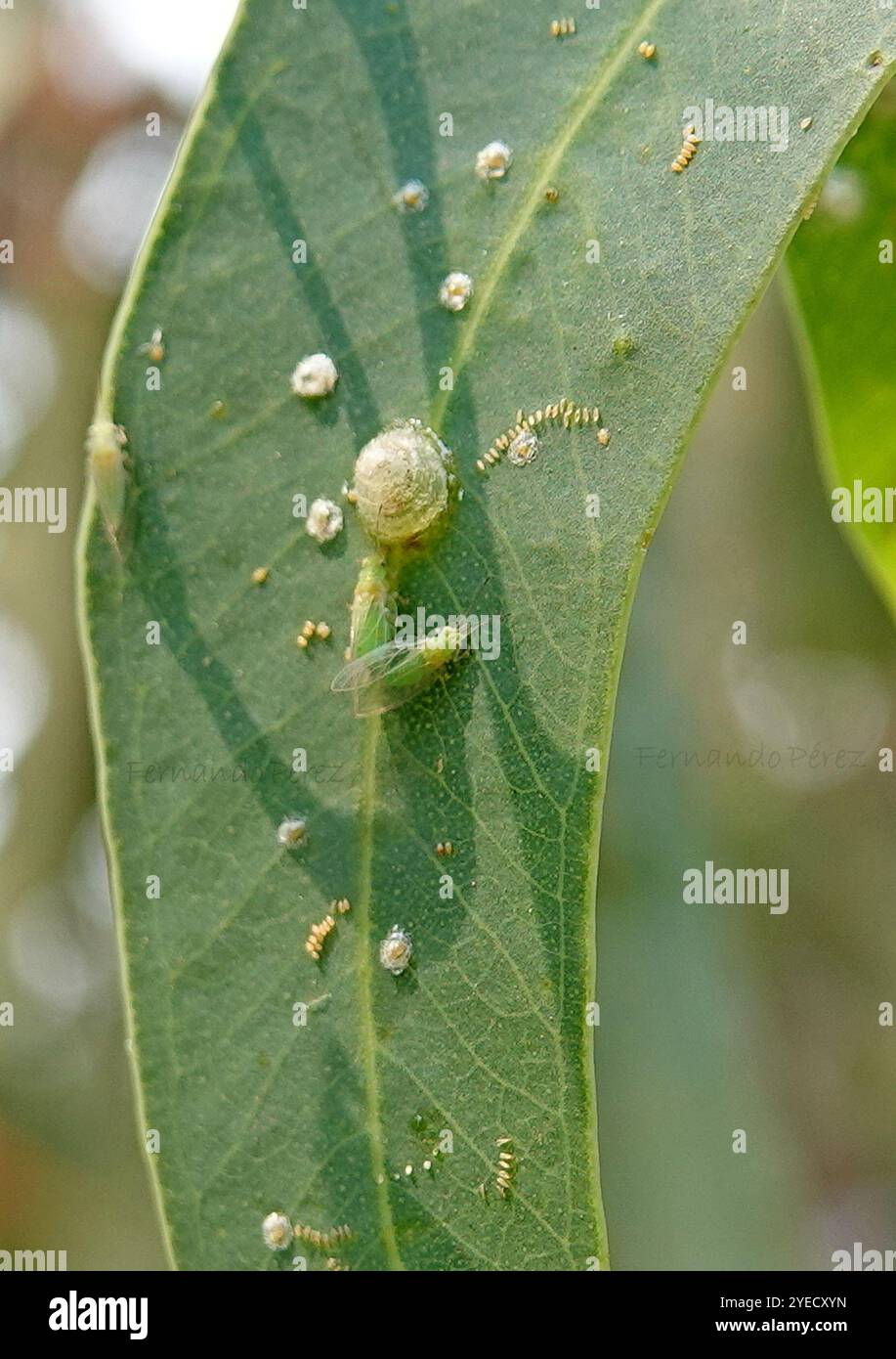 Lerp Insect Lerp hi-res stock photography and images - Alamy