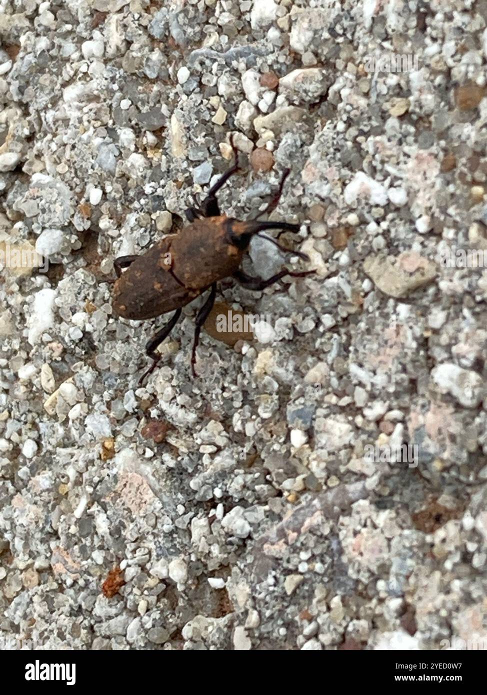 Billbug Weevils (Sphenophorus Stock Photo - Alamy