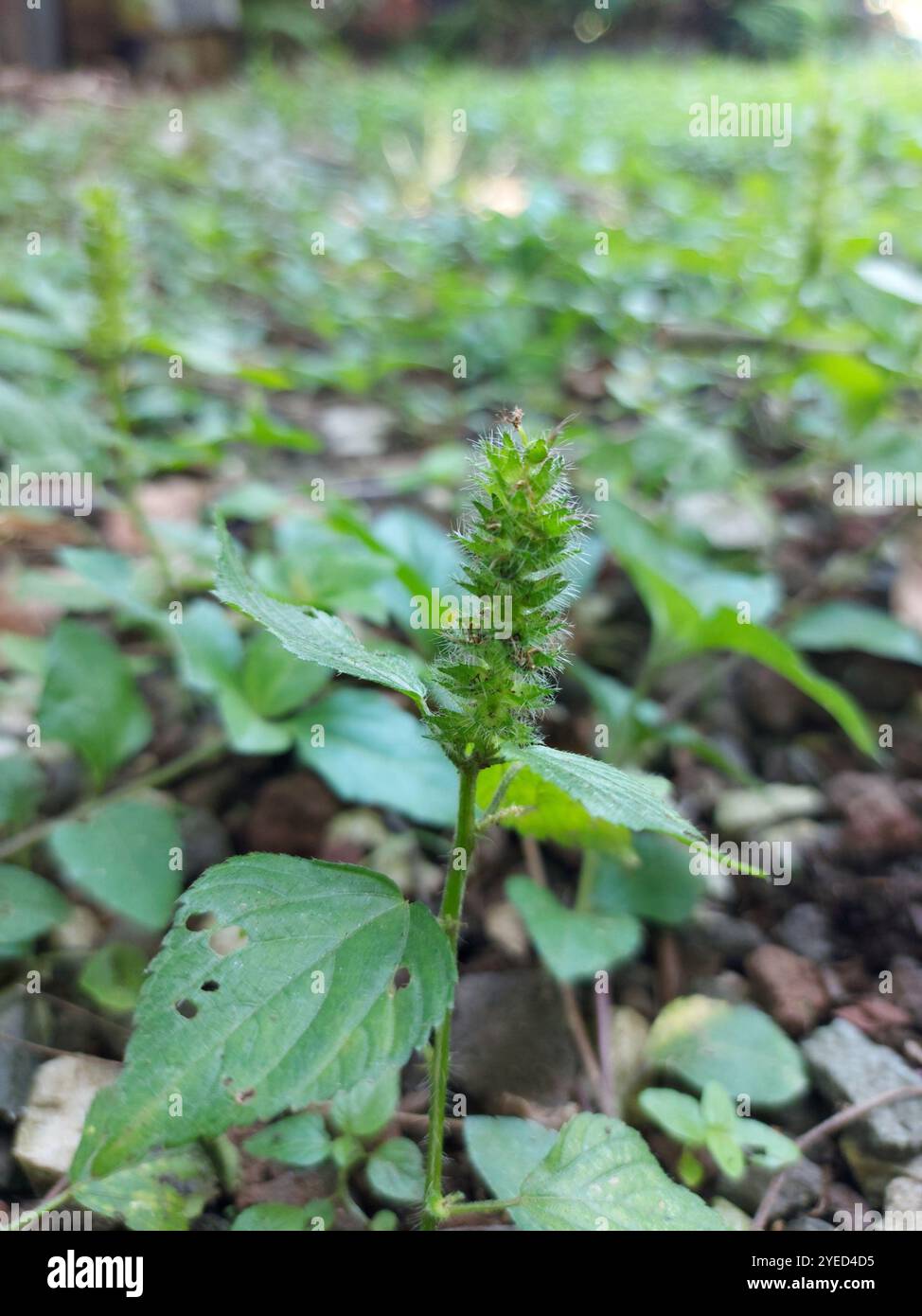 three-seeded mercuries (Acalypha Stock Photo - Alamy
