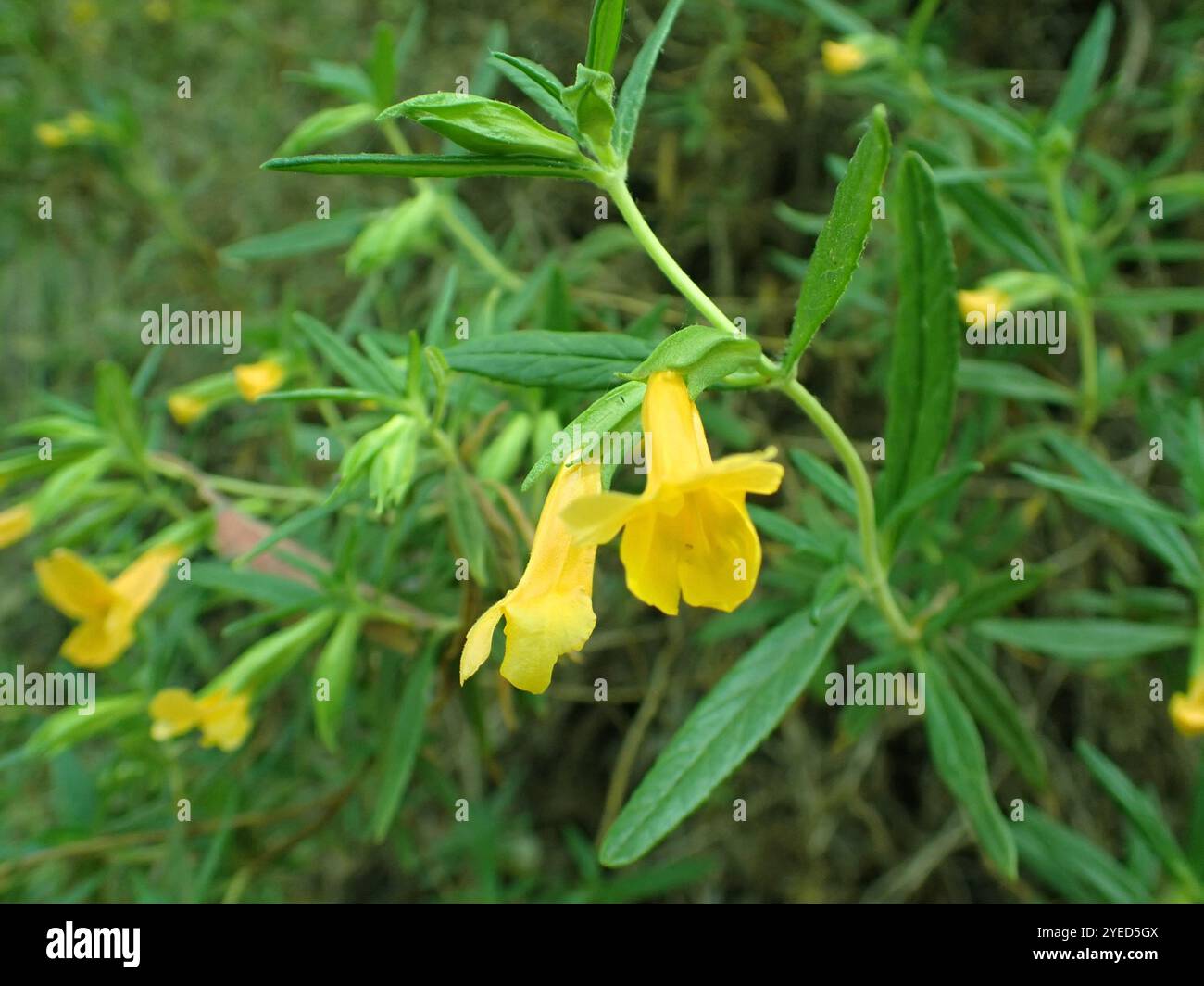 orange bush monkeyflower (Diplacus aurantiacus Stock Photo - Alamy