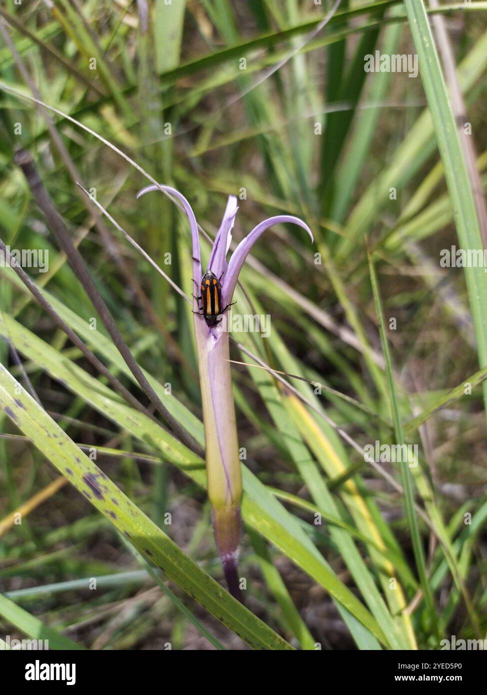 Xerophyta retinervis hi-res stock photography and images - Alamy