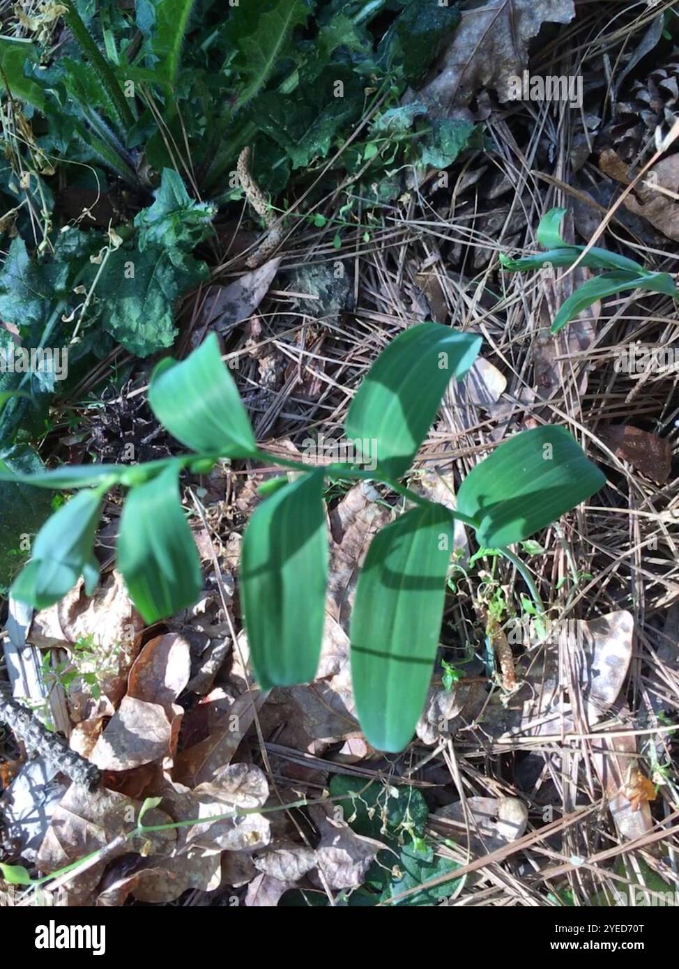 Solomon's Seal Dried Root Slices - Polygonatum Biflorum Herbal Tea (64 Oz Bulk