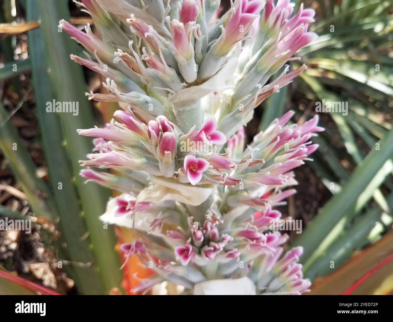 piñuela (Bromelia pinguin Stock Photo - Alamy