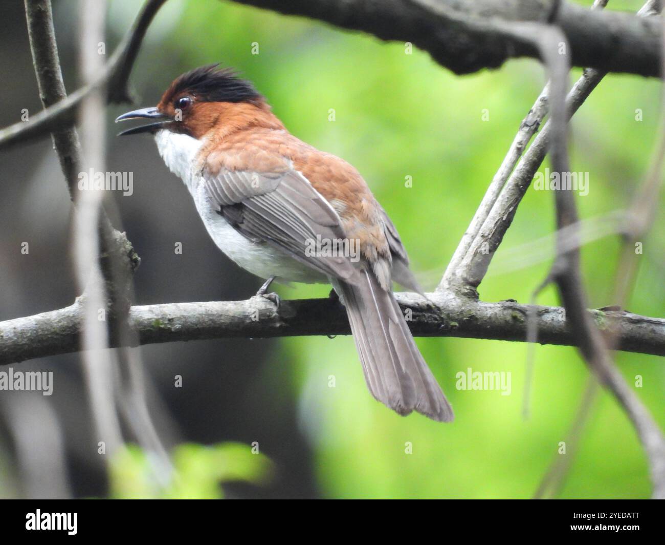 Hemixos castanonotus hi-res stock photography and images - Alamy