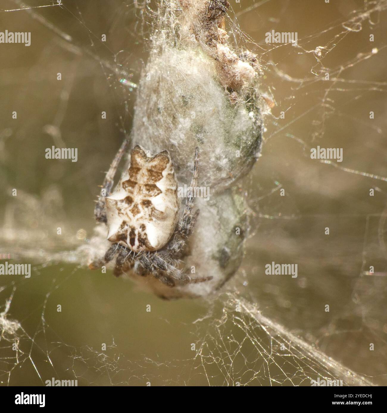Tropical tent web spider hi-res stock photography and images - Alamy