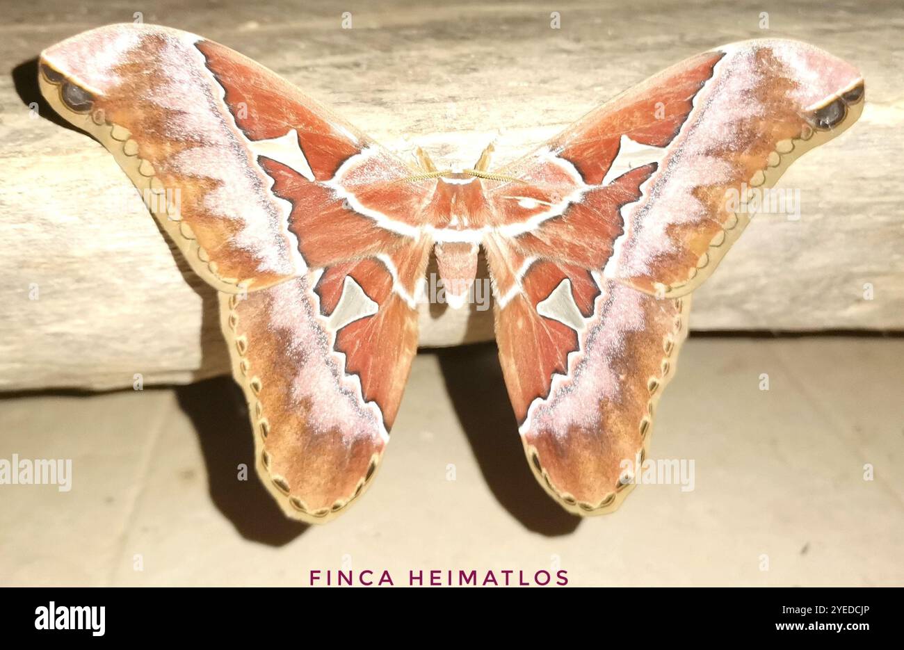 Rothschildia hesperus hi-res stock photography and images - Alamy