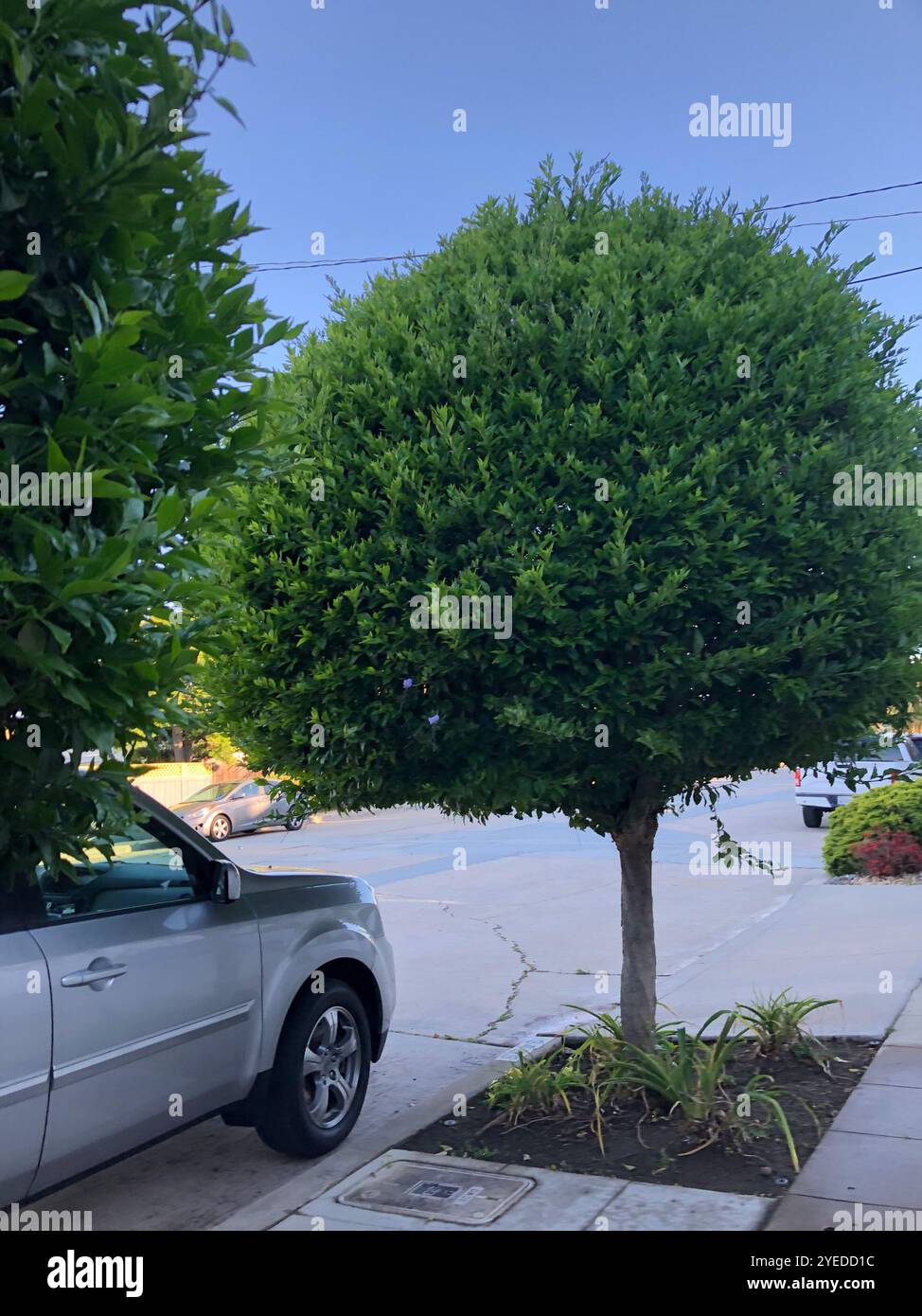 Chinese Elm Ulmus Parvifolia in Laguna Woods, California. Stock Image