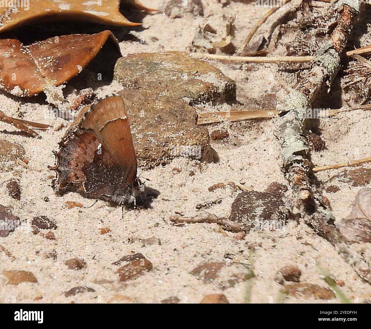 Callophrys henrici hi-res stock photography and images - Alamy