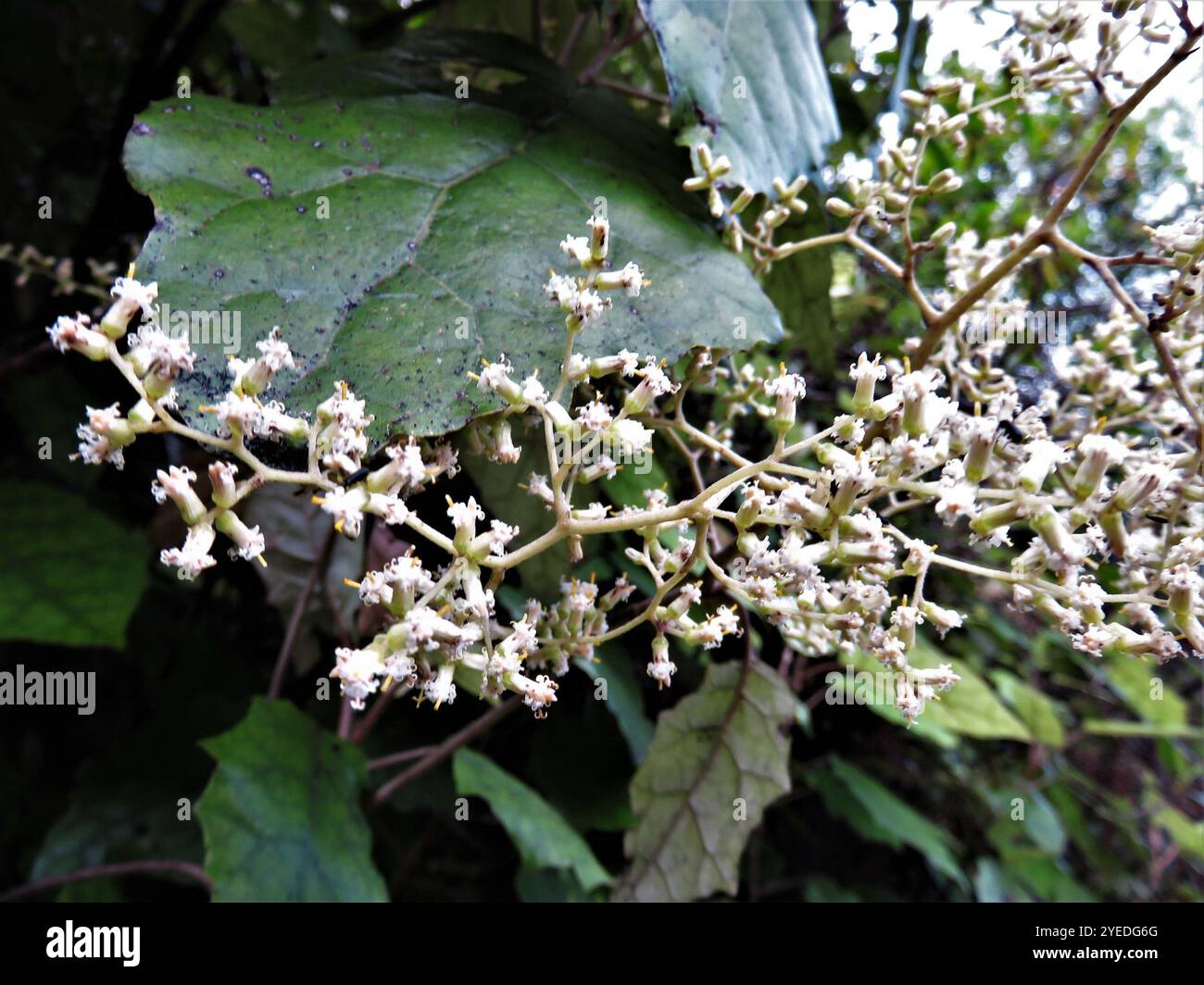 Rangiora (Brachyglottis repanda Stock Photo - Alamy