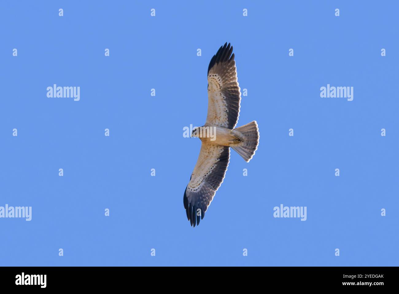 A booted eagle, Hieraaetus pennatus,  but also classified as Aquila pennata, in flight. Stock Photo