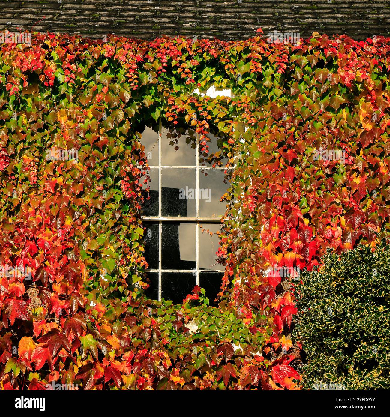House Covered In Virginia Creeper Parthenocissus Quinquefolia House Covered In Virginia Creeper Parthenocissus Quinquefolia