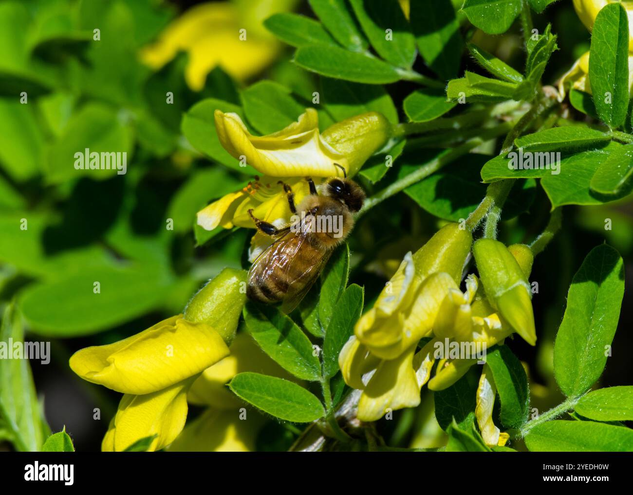 Gathering wild flowers hi-res stock photography and images - Alamy