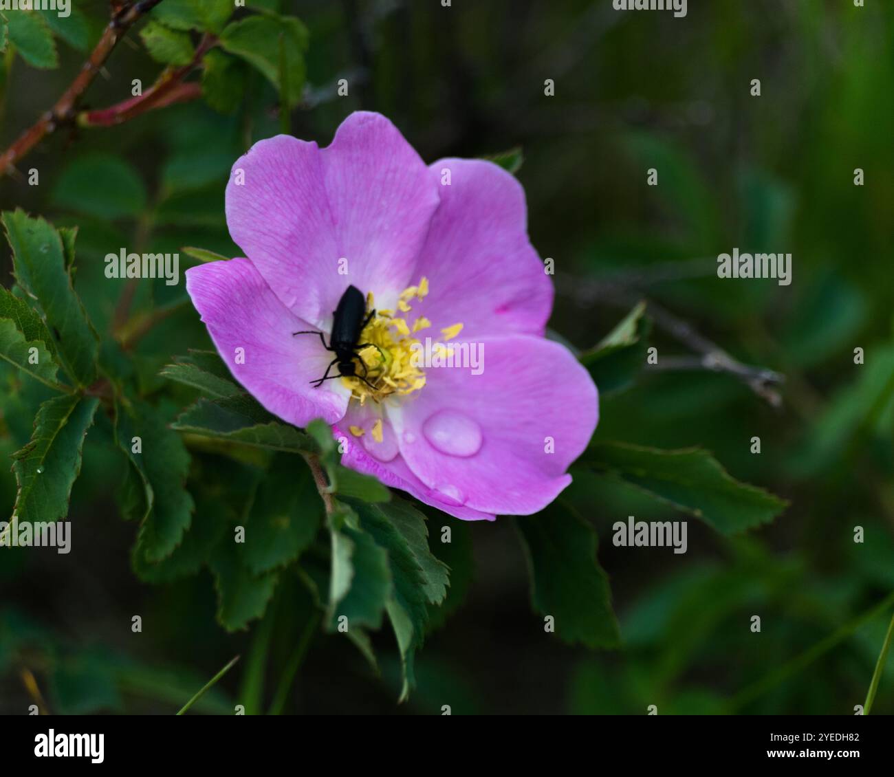 Rose growing up an apple tree hi-res stock photography and images - Alamy