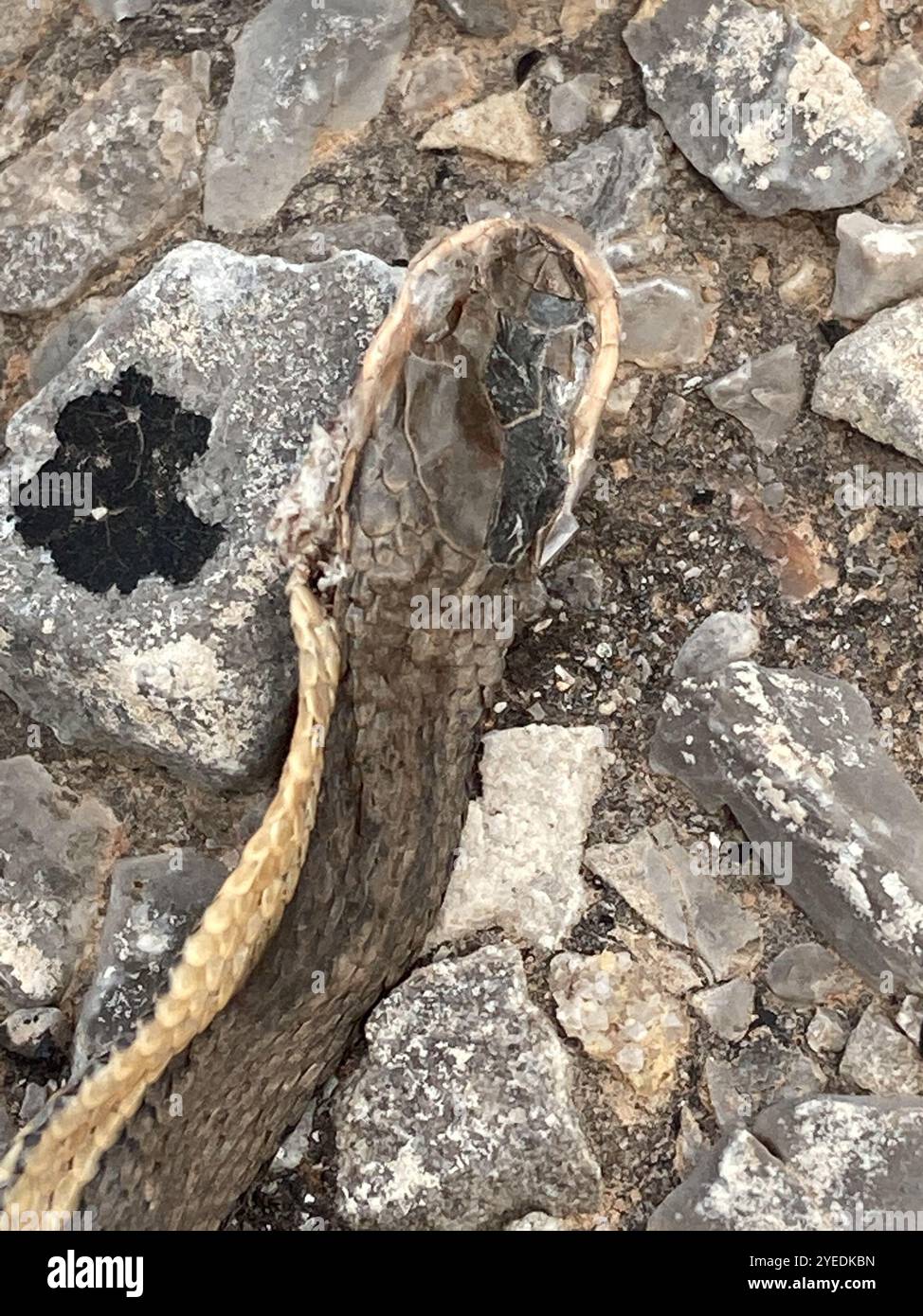 Graham's Crawfish Snake (Regina grahamii Stock Photo - Alamy