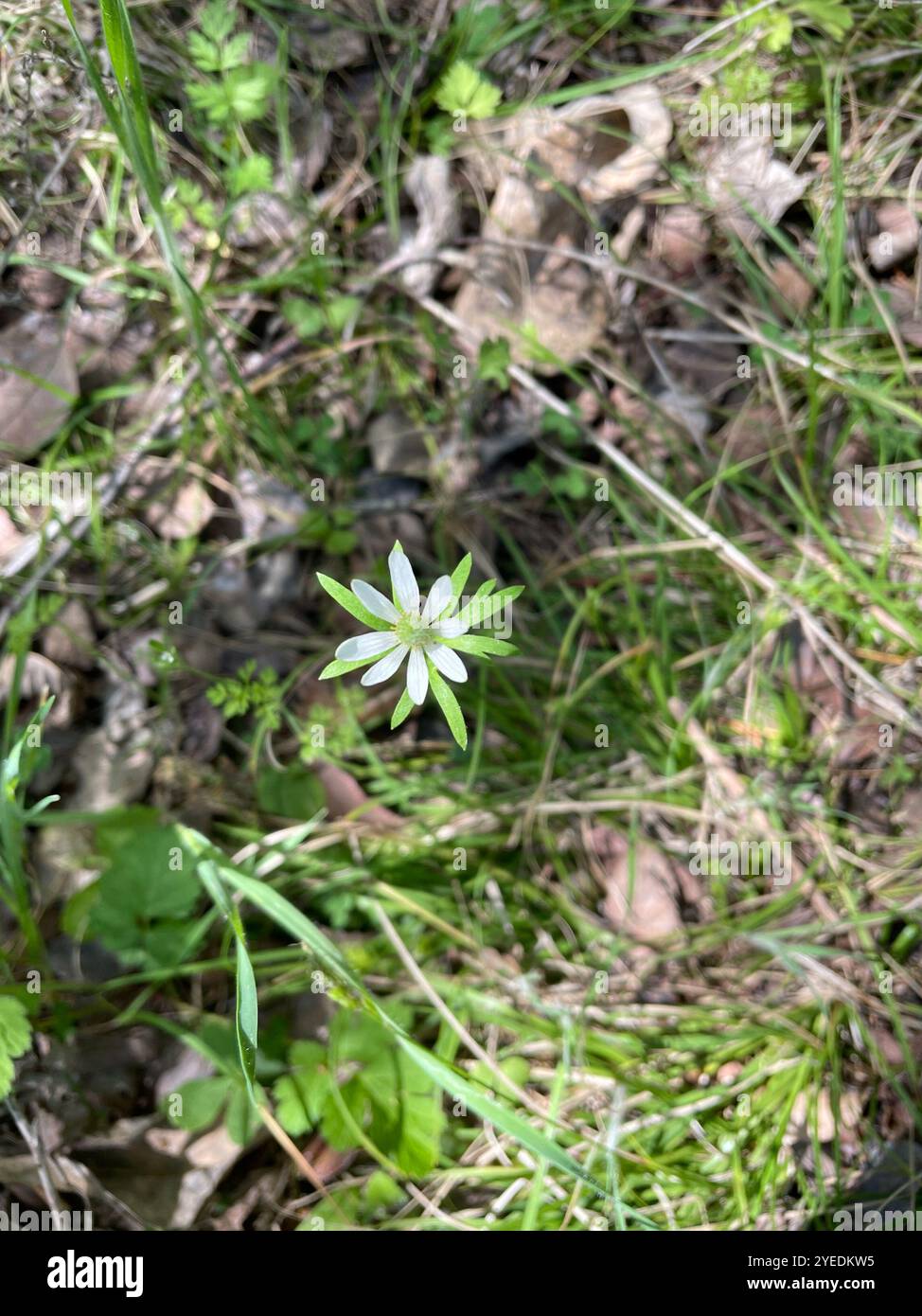 Tenpetal Anemone (Anemone berlandieri) Stock Photo