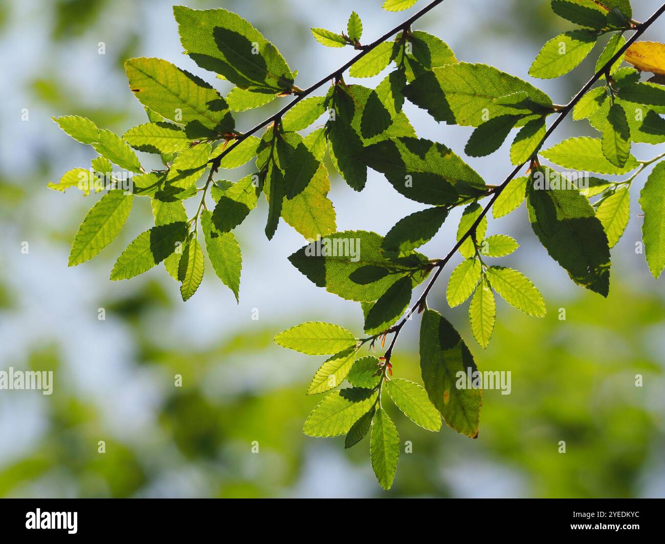 Olmo Cinese (Ulmus Parviflora) - Bonsai Di 6 Anni - 2