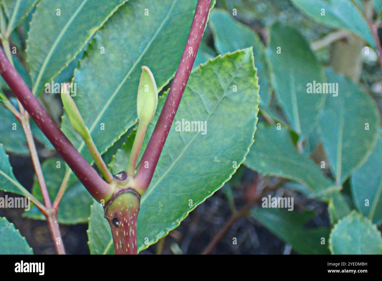 Cunonia capensis hi-res stock photography and images - Alamy