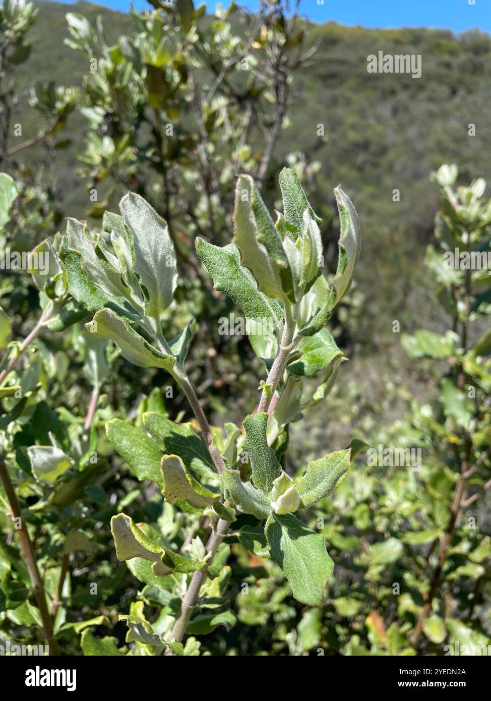 Coast silk tassel (Garrya elliptica) Stock Photo