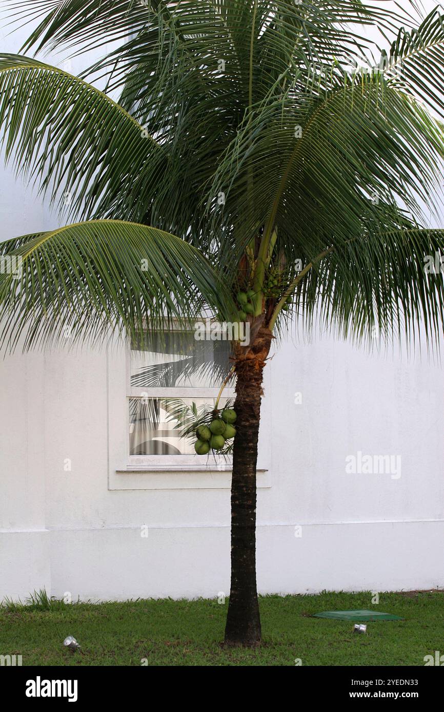coconuts tree in front of window. Amazonas, Brazil Stock Photo - Alamy