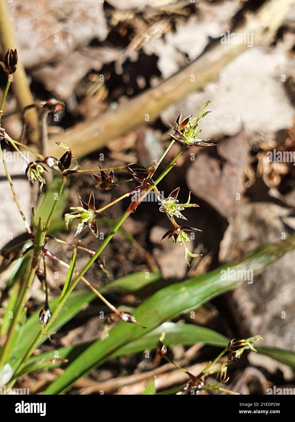 hairy-woodrush-hi-res-stock-photography-and-images-alamy