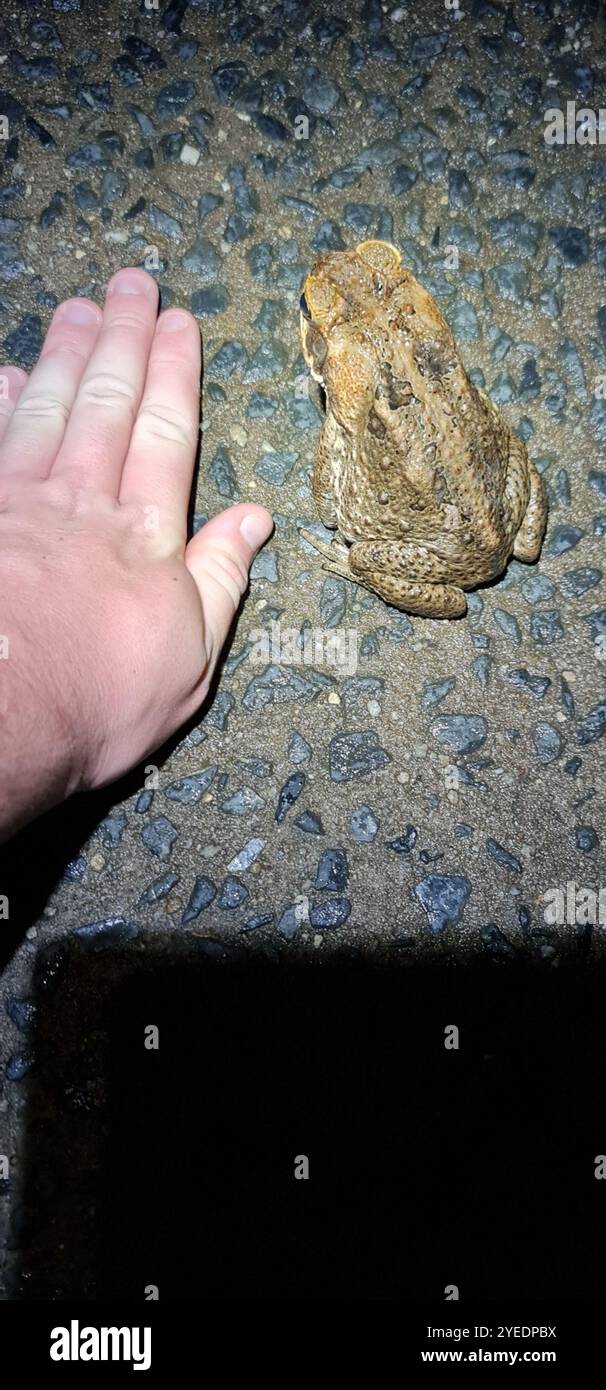 Cane Toad (Rhinella marina Stock Photo - Alamy