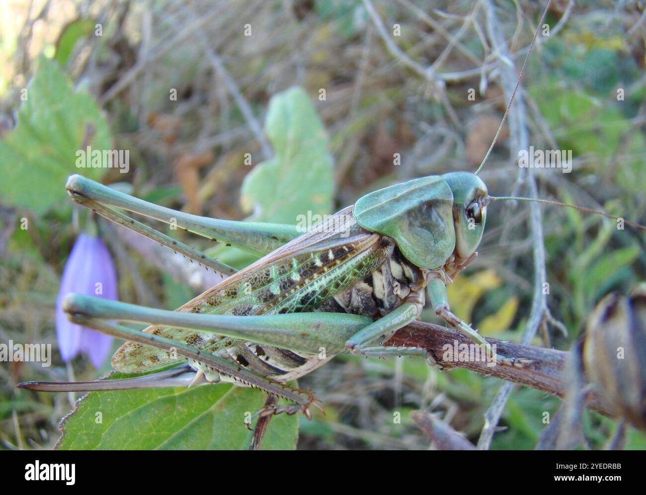 Wart-biter (Decticus verrucivorus Stock Photo - Alamy
