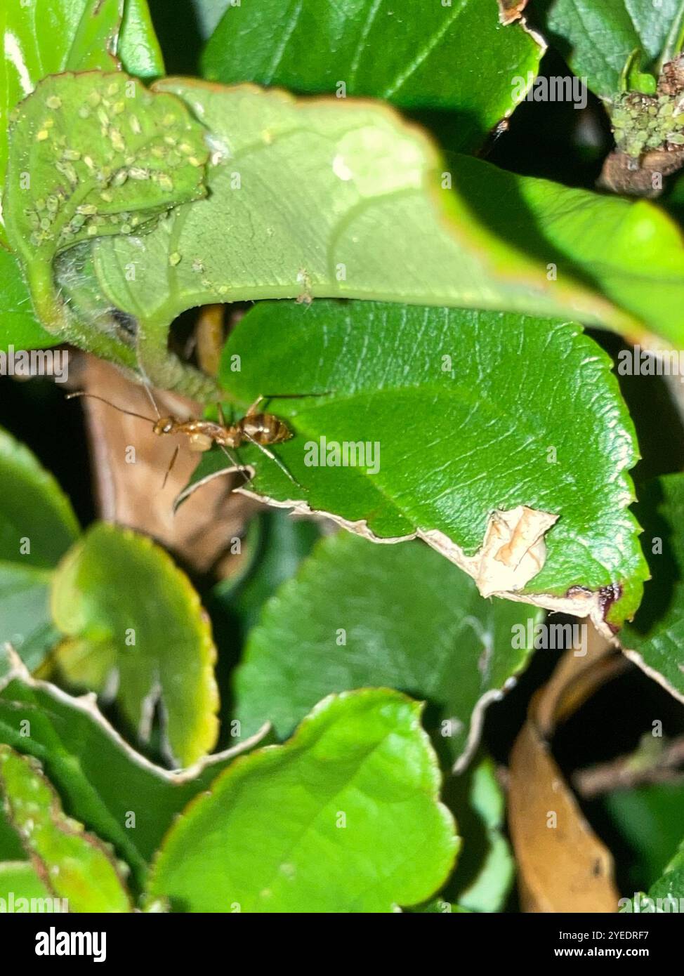Caribbean Banded Carpenter Ant (Camponotus zonatus Stock Photo - Alamy