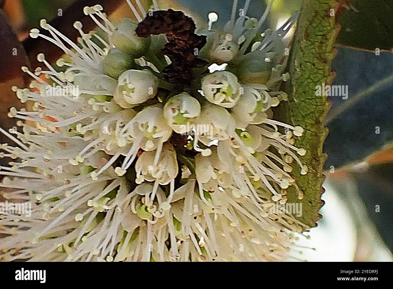 butterspoon tree (Cunonia capensis Stock Photo - Alamy