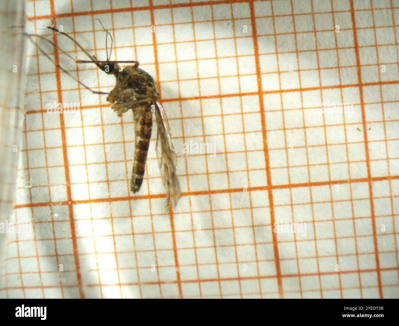 Banded house mosquito (Culiseta annulata) Stock Photo