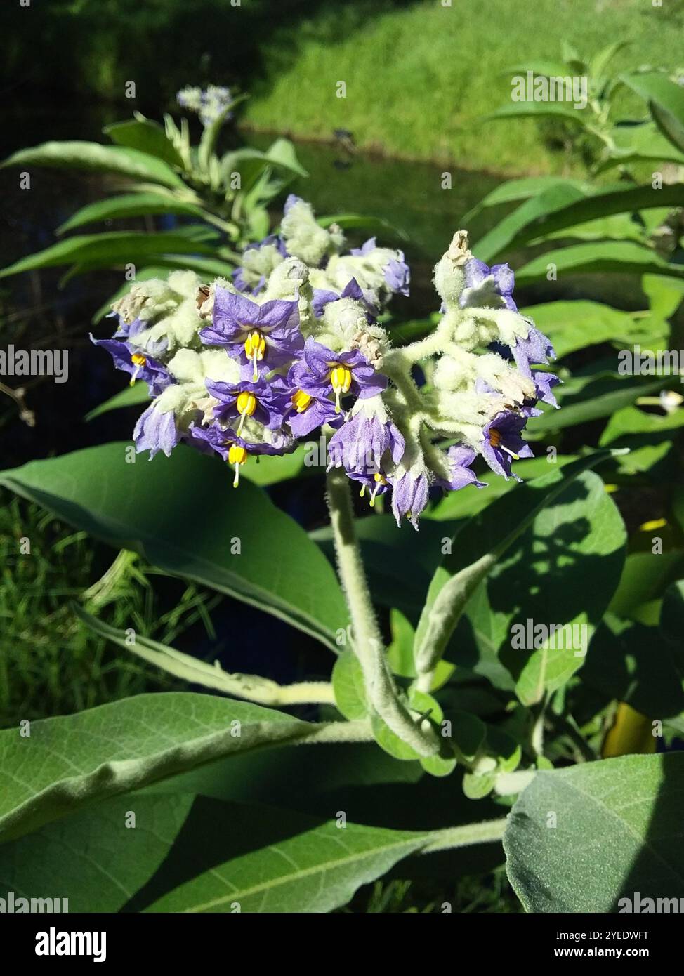 Mauritianum hi-res stock photography and images - Alamy