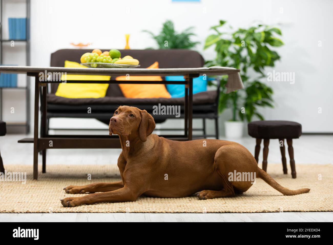 A Relaxed Dog Enjoys a Cozy Modern Living Room Environment with Comfort ...